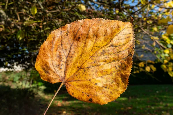 Обыкновенный Лист Липы Tilia Europaea Осенью Осеннего Цвета Макро Закрыть — стоковое фото