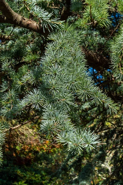 African Cedar Cedrus Atlantica Tree Evergreen Tree Green Pine Needle — Stock Photo, Image