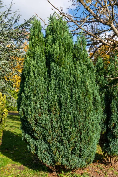 Juniper Juniperus Shrub Tree Needle Shaped Leaves Commonly Used Ornamental — Stock Photo, Image