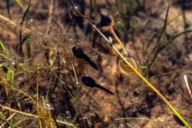Bir amfibi hayvanı olan gölde yüzen yavru kurbağa eninde sonunda kurbağaya dönüşecek.