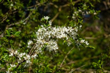 Blackthorn çiçeği (Prunus spinosa) beyaz bir bahar çiçeği ve mor bir meyve içeren bahar çiçekli bir çalı bitkisi. Yaygın olarak Sloe ağacı olarak bilinir.