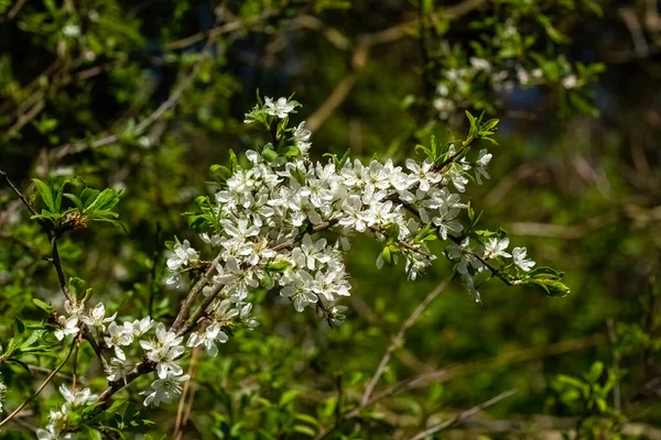 Zwarte Doorn Bloesem Prunus Spinosa Een Voorjaar Bloeiende Struik Plant — Stockfoto