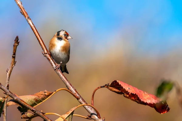 Пташка Goldfinch Carduelis Carduelis Сидить Гілці Яка Загальним Садовим Птахом — стокове фото