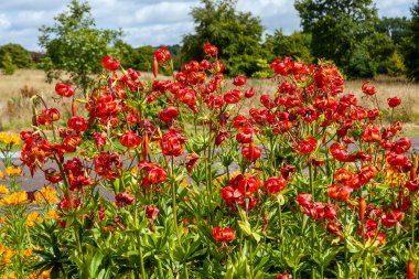 Lilium pardalinum 'Giganteum' a summer autumn fall flowering bulbous plant with a red orange spotted summertime flower commonly known as Red Giant or Sunset Lily, stock photo image clipart