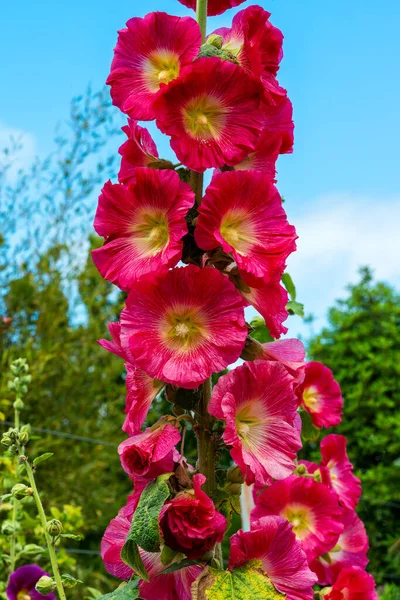 春と夏の間に濃い赤の花と一般的にHollyhockとして知られている背の高い開花植物 ブルゴーニュタワー ストックフォトイメージ — ストック写真