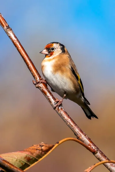 Goldfinch Carduelis Carduelis Pássaro Empoleirado Ramo Que Pássaro Canto Comum — Fotografia de Stock