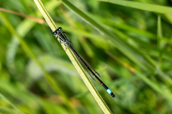 Blue Tailed Damselfly Ischnura Elegans Insect Resting Grass Blade Springtime — Stock Photo, Image