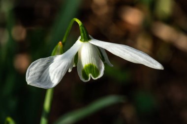 Galanthus 'Hippolyta' (kar damlası), Ocak ayında beyaz yeşil bir bahar çiçeği olan bir bahar soğanı çiçek bitkisi, stok fotoğrafı                               