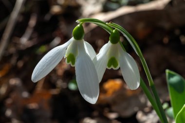 Kar damlası galanthus elwesii var monostictus (Greater Snowdrop), Ocak ve Şubat aylarında açılan beyaz bir bahar çiçekli, ilkbahar çiçekli ilk bahar çiçekleri.                               