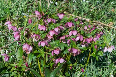 Helleborus Orientalis (Hellebore), genellikle Lenten Gülü olarak bilinen pembe bir kış çiçeği olan bir bahar çiçeği.                               