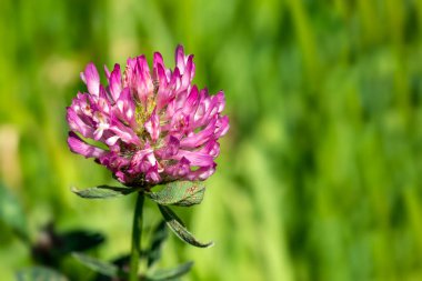 Kırmızı yonca (Trifolium pratense), genellikle trefolil olarak da bilinen mor bir yaz çiçeği bulunan bir sonbahar kır çiçeği bitkisi.                               