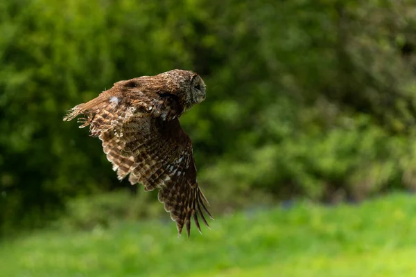 Tawny Owl Strix Aluco Охотничья Хищная Птица Летающая Своими Крыльями — стоковое фото