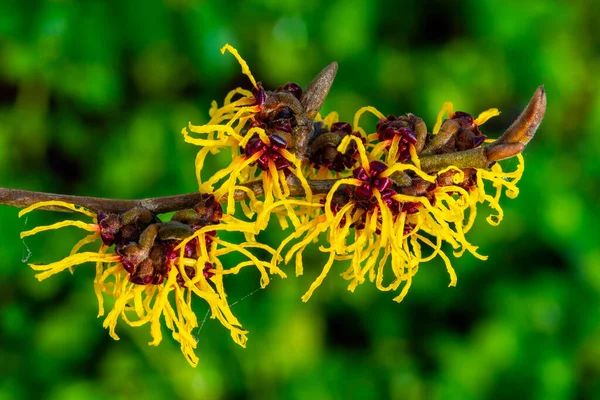 ハマメリス 魔女ハゼル 冬の春咲きの木低木植物で 開花時には非常に香りの良い春黄色の花と小花を咲かせ ストックフォトイメージ — ストック写真