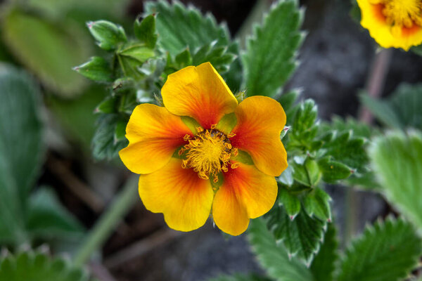 Potentilla argyrophylla a yellow orange summer flower plant commonly known as cinquefoil, stock photo image                               
