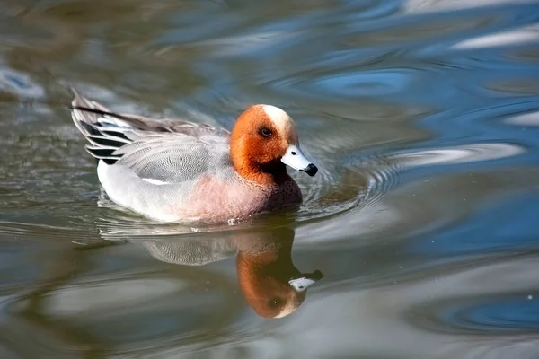 Eurasian Wigeon Mareca Penelope Male Which Common Dabbling Duck Which — Stock Photo, Image