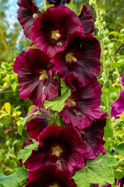 春と夏の間に濃い赤の花と一般的にHollyhockとして知られている背の高い開花植物 ブルゴーニュタワー ストックフォトイメージ — ストック写真