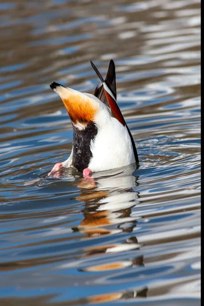 Common Shelduck Tadorna Tadorna Waterfowl Duck Its Bottom Feeding Which — Stock Photo, Image