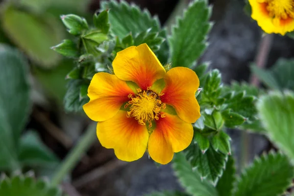 一般的にCincquefoil ストックフォトイメージとして知られている黄色のオレンジ色の夏の花の植物Potentilla Argyrophylla ストックフォト