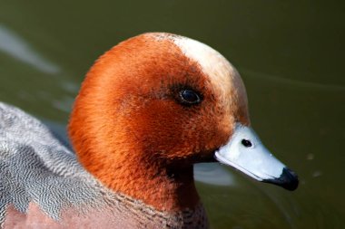 Avrasya Wigeon (Mareca Penelope) erkek, sulak alanlarda yüzen, stok fotoğrafı çeken bir ördek türü.