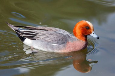 Avrasya Wigeon (Mareca Penelope) erkek kuş, sulak alanlarda yüzen, stok fotoğrafı çeken bir ördek türü.