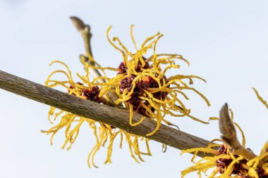 Hamamelis Mollis (cadı fındığı) bir kış baharı çiçekli ağaç çalısı. Baharın son derece güzel kokulu sarı çiçekleri ve çiçek açtığında yaprakları yok.                               