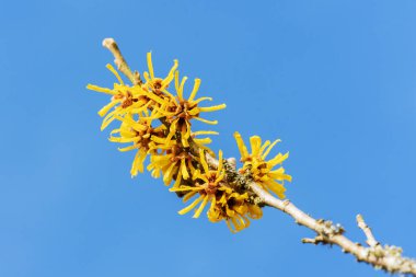 Hamamelis x Intermedia 'Brevipetala' (Witch Hazel) a winter spring flowering tree shrub plant which has a highly fragrant springtime yellow flower and leafless when in bloom stock photo imag                               