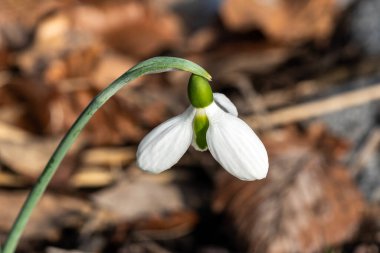 Galanthus woronowii (giant snowdrop) a winter spring flowering plant with a white green springtime flower which opens in January and February, stock photo image                               