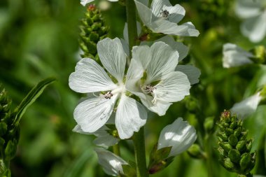 Sidalcea Candida. Beyaz bir yaz çiçeği olan bir çiçek bitkisi. Yaygın olarak Prairie Mallow olarak bilinir.                               