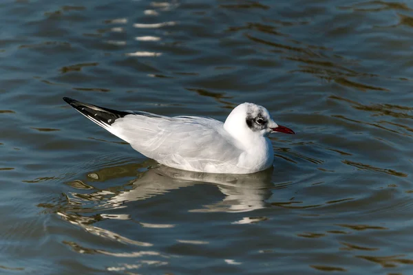 Stock image Black headed Gull ( Larus ridibundus) a seagull waterfowl bird with a red bill and red legs, stock photo image                               