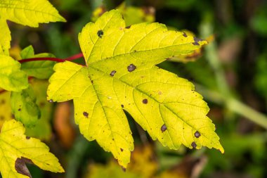 Acer akçaağaç yaprağı arkaplanı, Kasım ayında altın sonbahar renginde sarı yaprakları olan, stok fotoğrafı                               