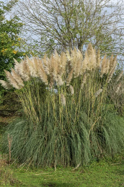 Pampas Grass (Cortaderia selloana) which is a flowering tall grass flower plant native to South America, stock photo image