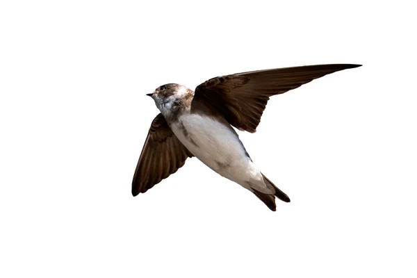 Пісок Мартін Riparia Riparia Польоті Який Перелітним Птахом Який Літає — стокове фото