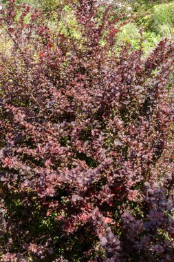 Berberis thunbergii F. atropurpurea (Mor Japon Berberi) bir bahar çiçekli çalı bitkisi sarı bir bahar çiçeği ve sonbaharda kırmızı mor yapraklar, stok fotoğrafı                               