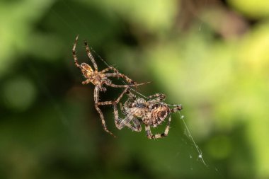 Araneus diadematus, bahçe haçı örgü ören erkek ve dişi örümcekler çiftleşme ritüeline girişirler, doğal ortamlarında karmaşık davranışlar sergilerler, stok fotoğrafı çekerler.                            