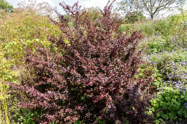 Berberis thunbergii f. atropurpurea ( Purple Japanese Barbary) a spring flowering shrub plant with a yellow springtime flower and red purple leaves in the autumn fall, stock photo image