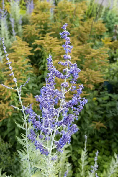 Perovskia \'Blue Spire\' a late summer flowering plant with a blue purple summertime flower in July and August and commonly known as Russian Sage, stock photo imagea late summer flowering plant with a blue purple summertime flower in July and August an