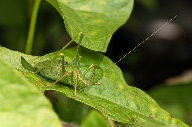 Speckled Bush Cricket, (Leptophynes punctatissima) a common green insect species found in fields meadows and gardens in the UK which is similar to a grasshopper, stock photo image                               