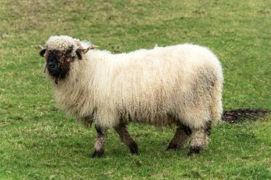 Valais Blacknose Koyunu tarım tarlasında yemyeşil bir çayırda, stok fotoğrafı                               