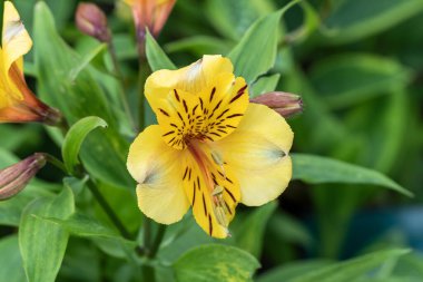 Alstroemeria 'Altın Lezzet', Peru Zambağı olarak da bilinen sarı bir çiçek bitkisi.                               