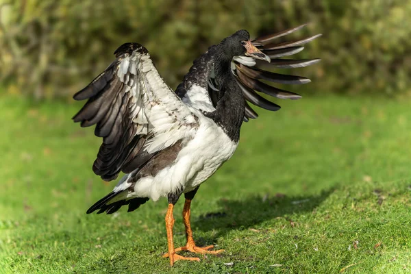 据法新社12月3日报道 这只大雁的羽毛是黑色和白色的 它的腿是黄色的 在澳大利亚大陆上可以看到 — 图库照片
