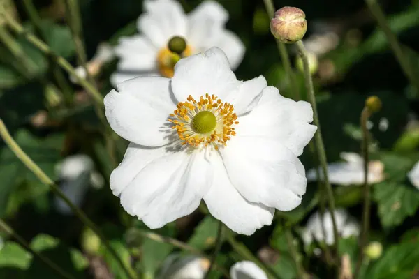 Anemone Hybrida Honorine Jobert Ένα Λευκό Ποώδες Πολυετές Καλοκαίρι Φθινοπωρινό Royalty Free Εικόνες Αρχείου