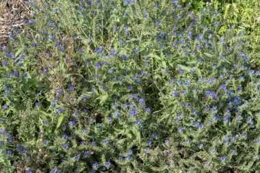 Echium vulgare bir yaz çiçeği. Mavi bir yaz çiçeği. Yaygın olarak Viper 's Bugloss olarak bilinir.                               