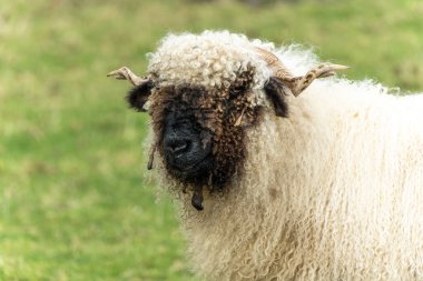 Valais Blacknose Koyunu tarım tarlasında yemyeşil bir çayırda, stok fotoğrafı                               
