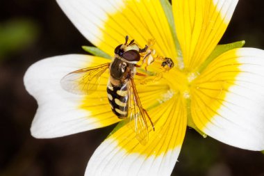 Hoverfly (Eupeodes luniger), İngiltere 'de haşlanmış yumurta bitkisinin nektarıyla beslenen yaygın bir böcek türü.
