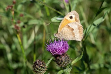 Meadow Brown Butterfly (Maniola jurtina) kanatları açık olarak baharda uçan kahverengi bir böcek, stok fotoğrafı                               