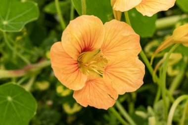 Nasturtium veya tropeolum portakalı ilkbahar aylarında yetişen bir çiçek bitkisidir.