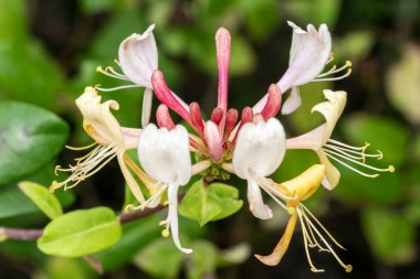 Lonicera periclymenum 'Graham Thomas' sık sık ahşap olarak bilinen bir yaz çiçeği bitkisi