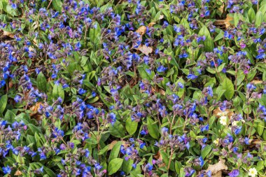 Pulmonaria 'Mavi Asteğmen' bahar çiçeği mevsiminde bulunan bir çiçek bitkisi. Yaygın olarak akciğer otu olarak bilinir.