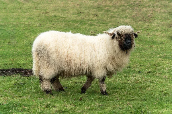 Valais Blacknose Koyunu tarım tarlasında yemyeşil bir çayırda, stok fotoğrafı