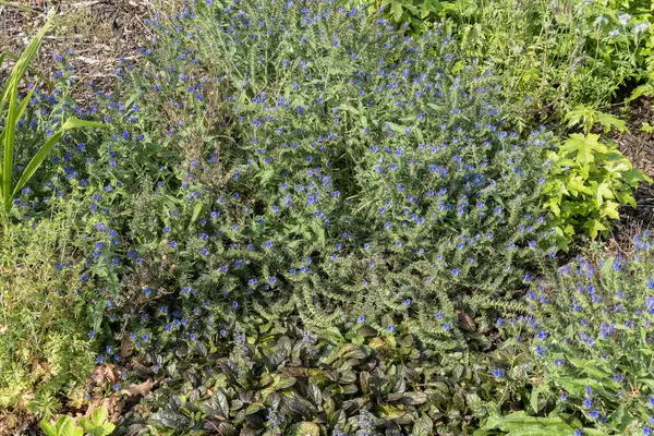 stock image Echium vulgare a summer flowering plant with a blue summertime flower commonly known as  viper's bugloss, stock photo image